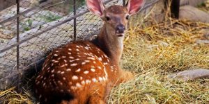 مناظر في تبليسي