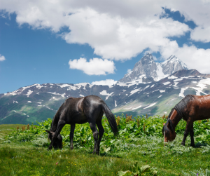 عروض سفر جورجيا